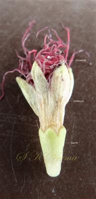  Flower (Young)